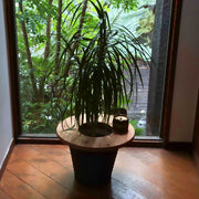 プランツテーブル ミディアム（45cm）